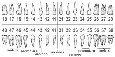 How Are Teeth Numbered On A Dental Chart